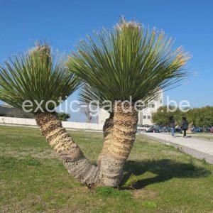 Dasylirion serratifolium (grasboom)