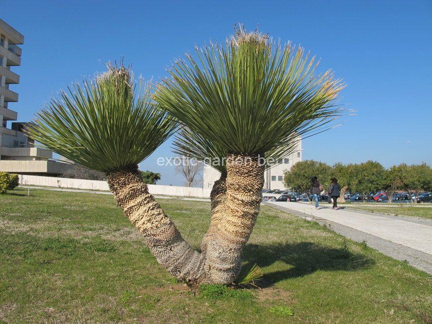 Dasylirion serratifolium (grasboom)