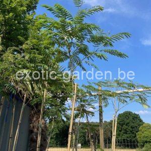 Albizia Julibrissin (Perzische slaapboom)