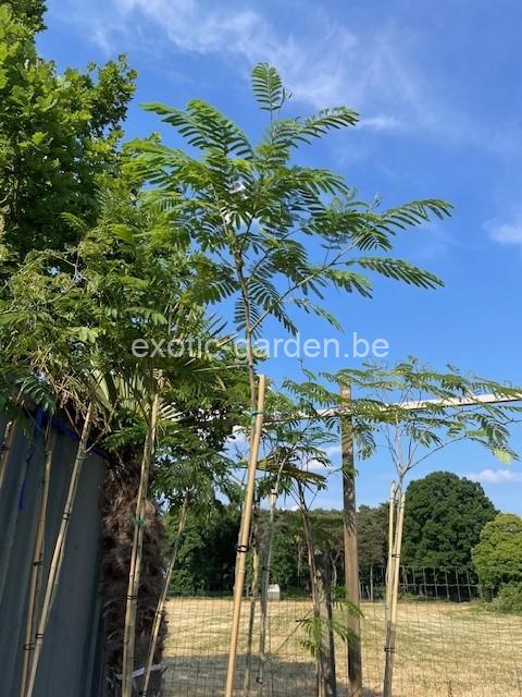 Albizia Julibrissin (Perzische slaapboom)