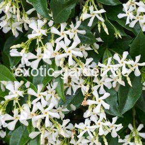 trachelospermum jasminoides Toscaanse jasmijn