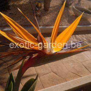 Strelitzia reginae (paradijsvogelbloem)