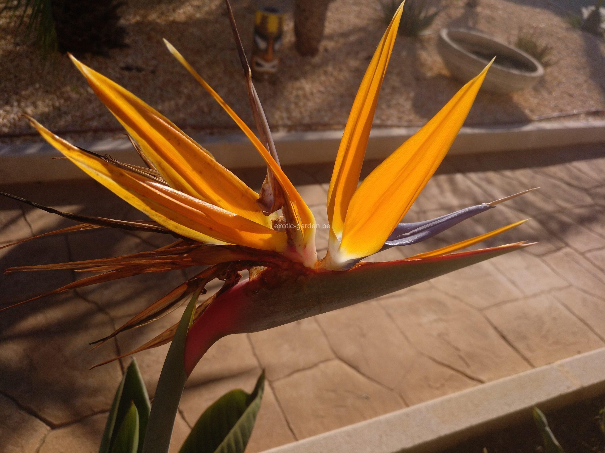strelitzia reginae