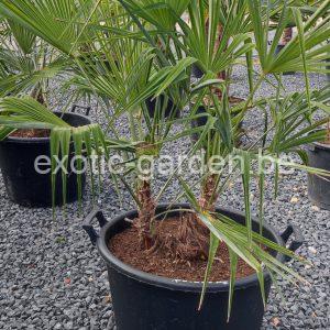 Trachycarpus princeps x fortunei duo stam