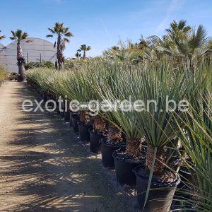 Nolina Nelsonii (blauw Beregras)