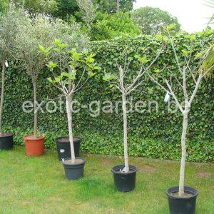 Ficus carica vijgenboom