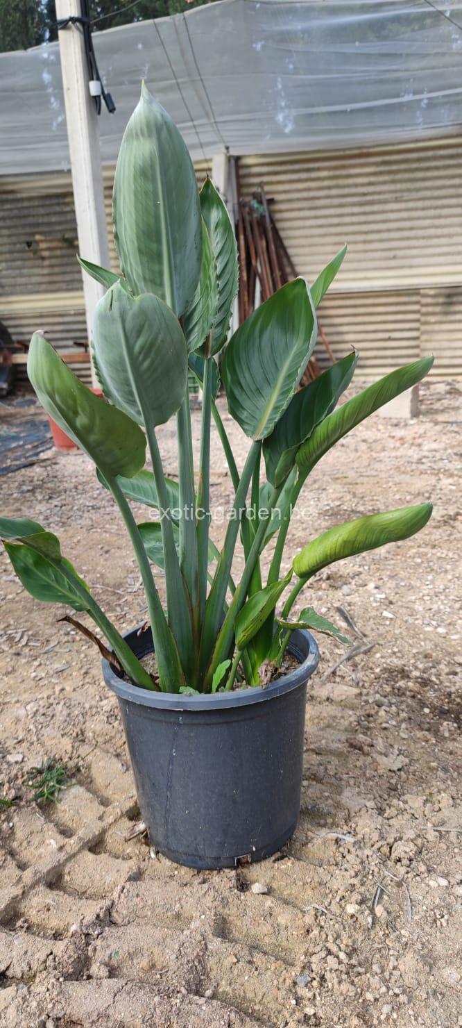 Strelitzia reginae (paradijsvogelbloem) - Afbeelding 2