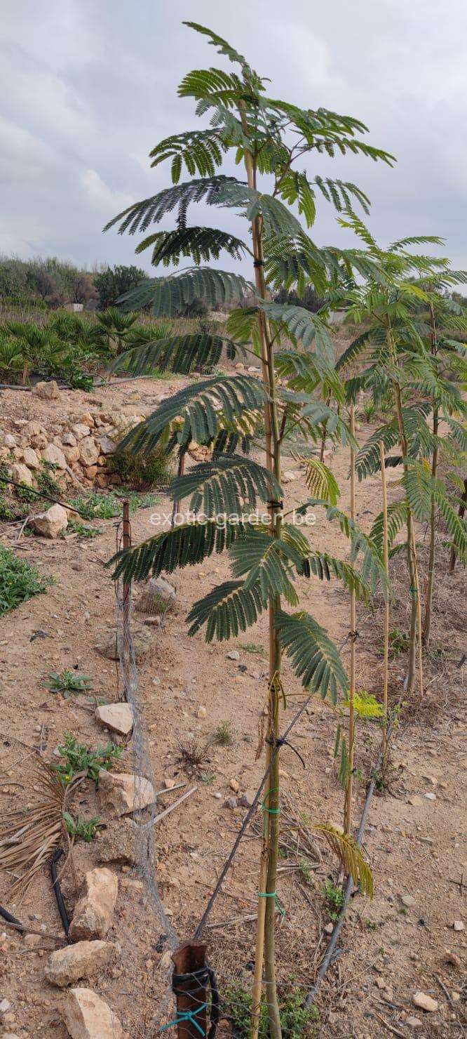 Albizia Julibrissin (Perzische slaapboom) - Afbeelding 4