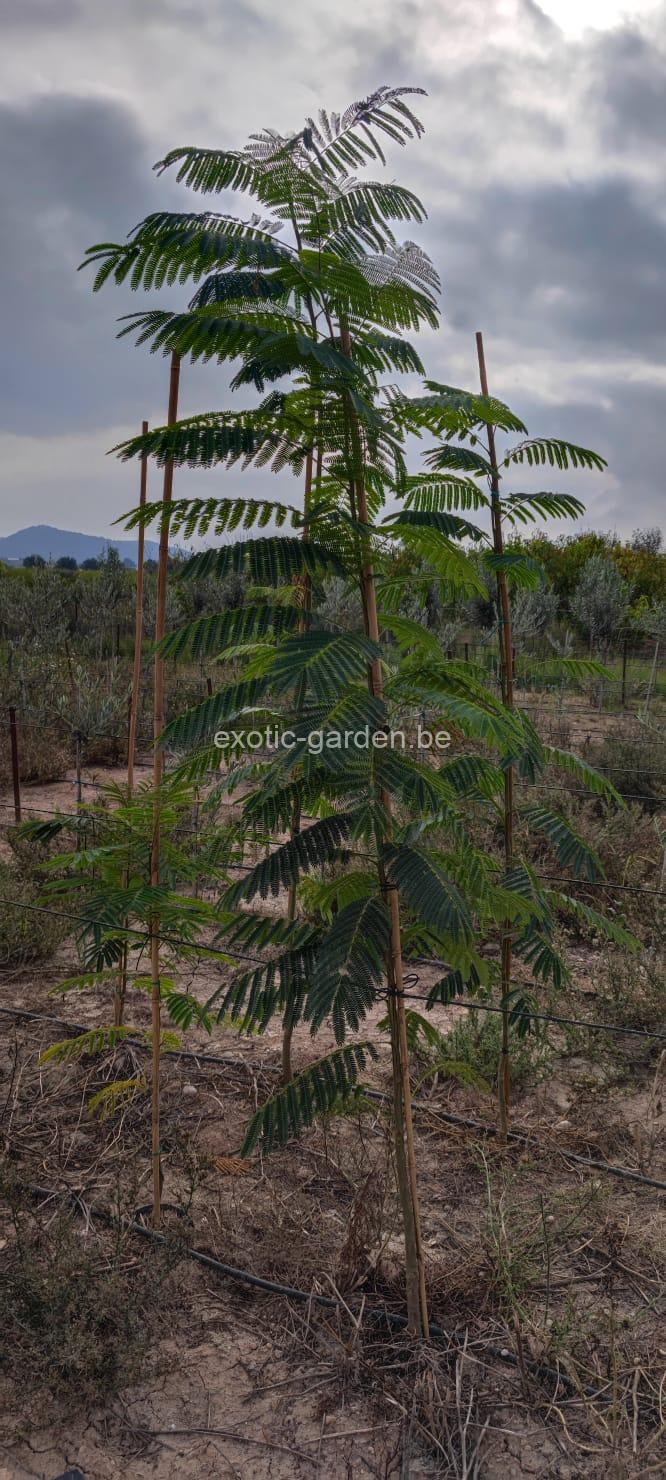 Albizia Julibrissin (Perzische slaapboom) - Afbeelding 3