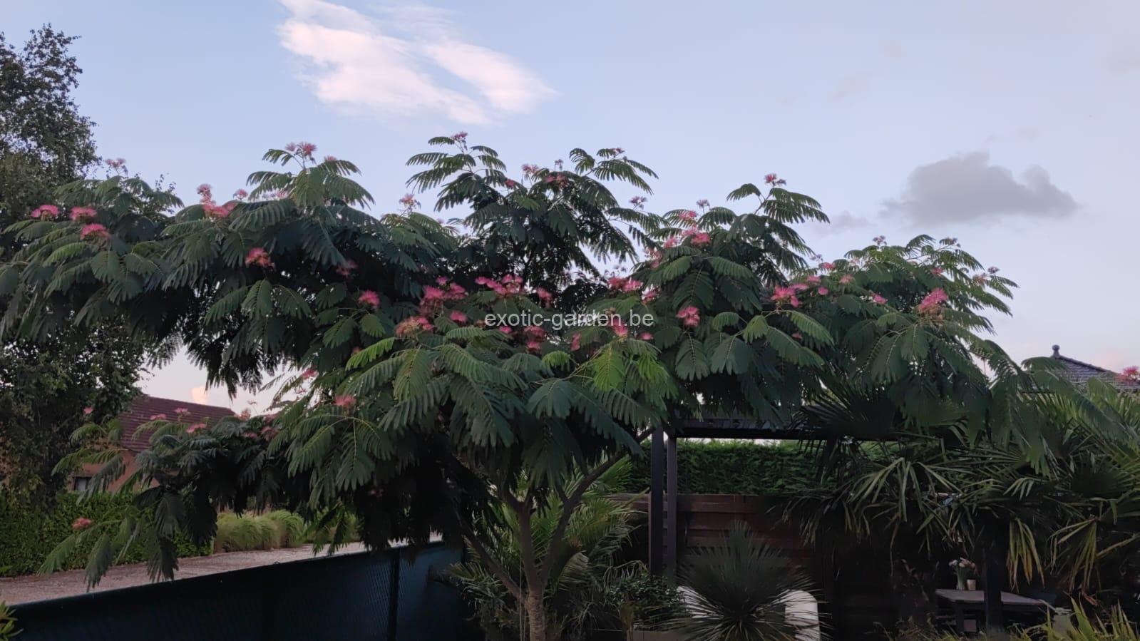 Albizia Julibrissin (Perzische slaapboom) - Afbeelding 2