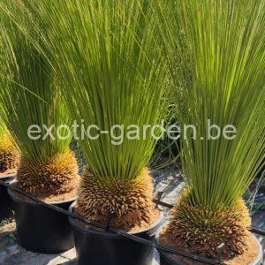 Dasylirion longissimum (Mexicaanse grasboom)