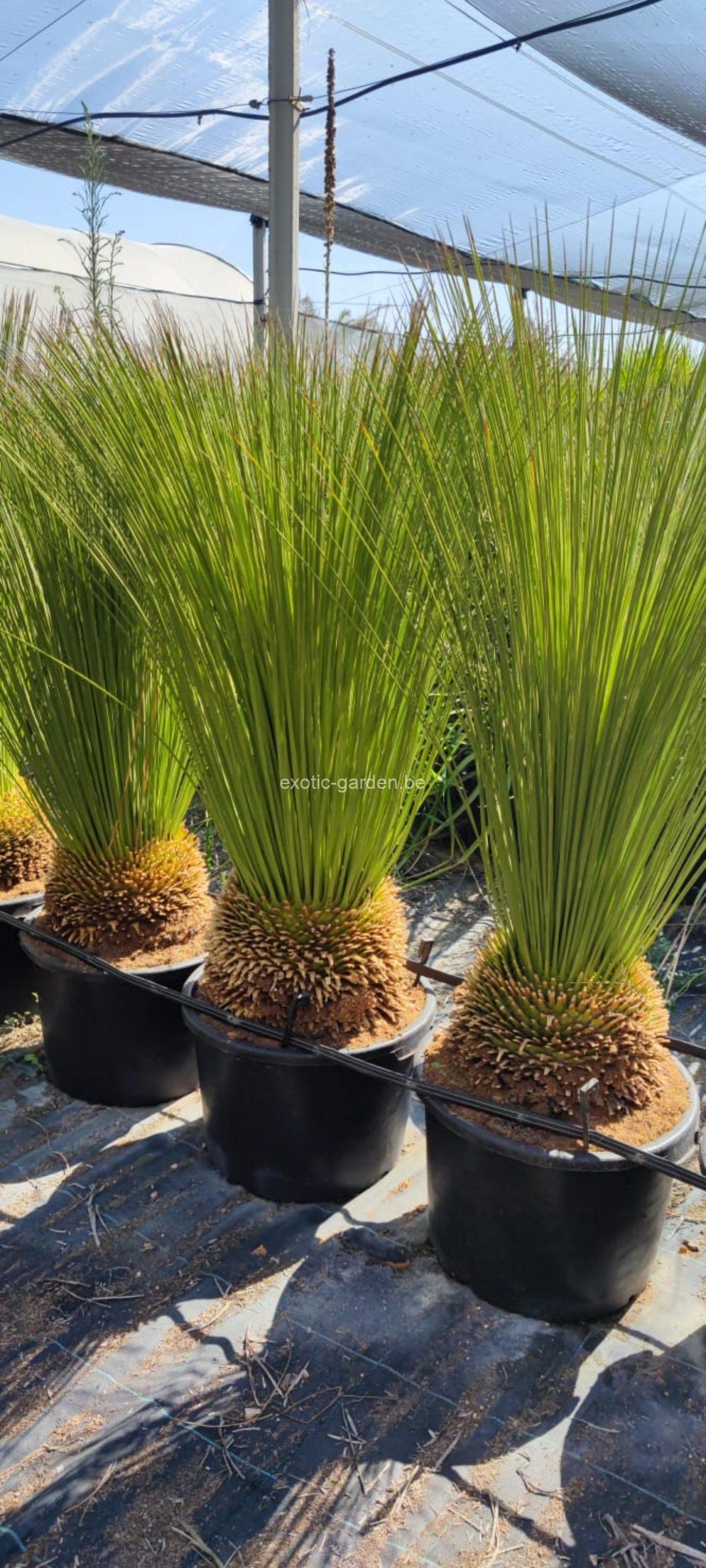 Dasylirion longissimum (Mexicaanse grasboom)