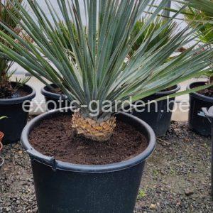 Dasilyrion glaucophyllum (grasboom)